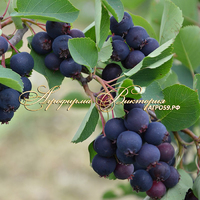 Ирга ЛАМАРКА (A.Lamarckii, Канада) Ирга ЛАМАРКА (A.Lamarckii, Канада)